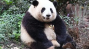 网红熊猫枕,萌态可掬的睡眠伴侣，带你进入梦乡