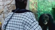 小姐姐遇到猩猩,小姐姐与猩猩的奇妙相遇